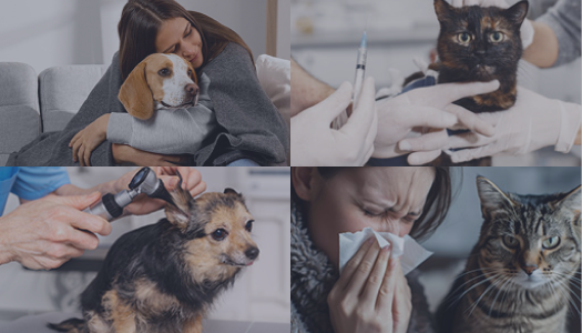 VetSupply Pharmacy provides unbeatable deals, coupons, offers and cashback via OODLZ cashback.