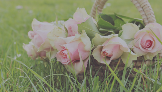 World of Roses provides unbeatable deals, coupons, offers and cashback via OODLZ cashback.