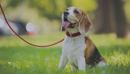 Zooplus.co.uk provides unbeatable deals, coupons, offers and cashback via OODLZ cashback.